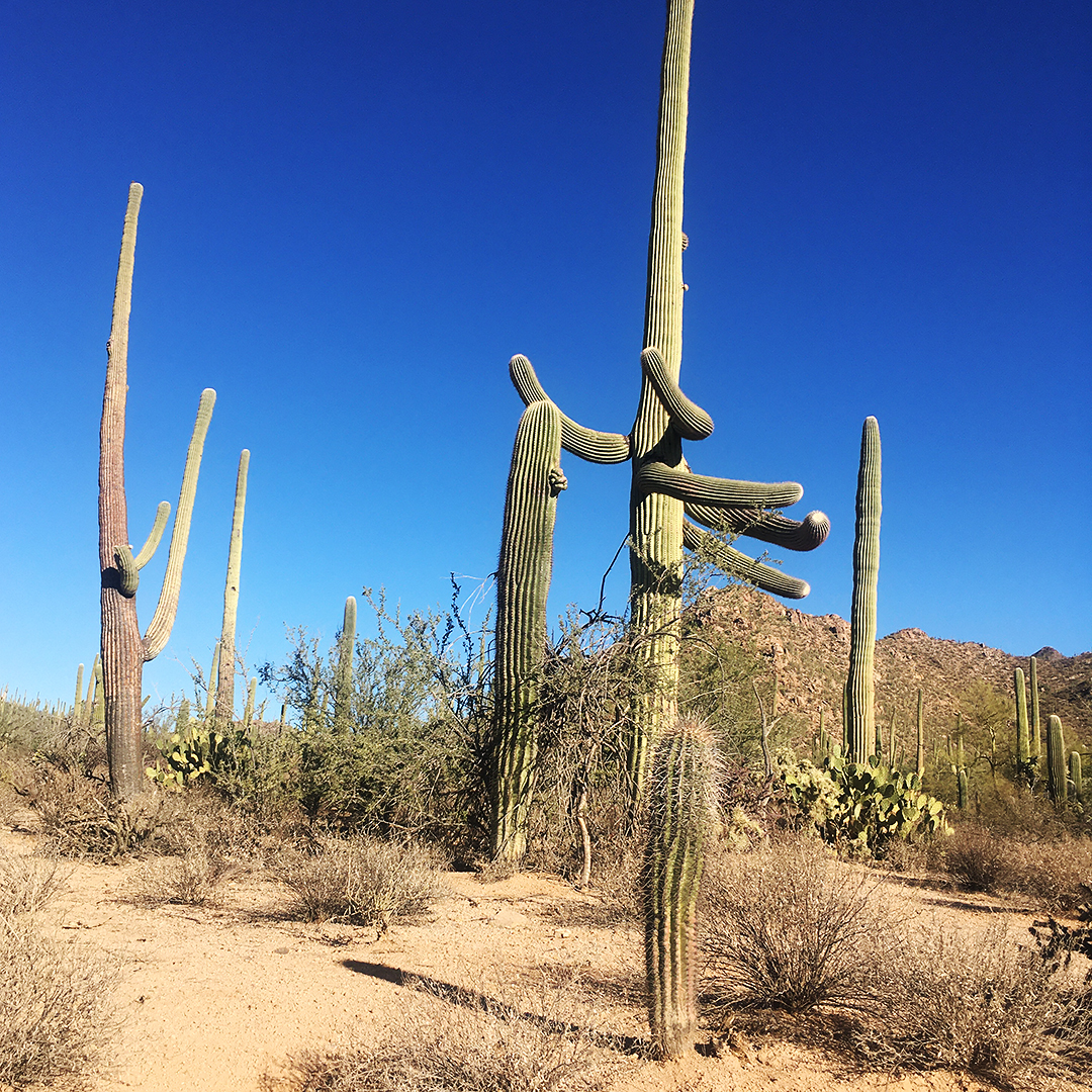 Fluent Self Saguaro