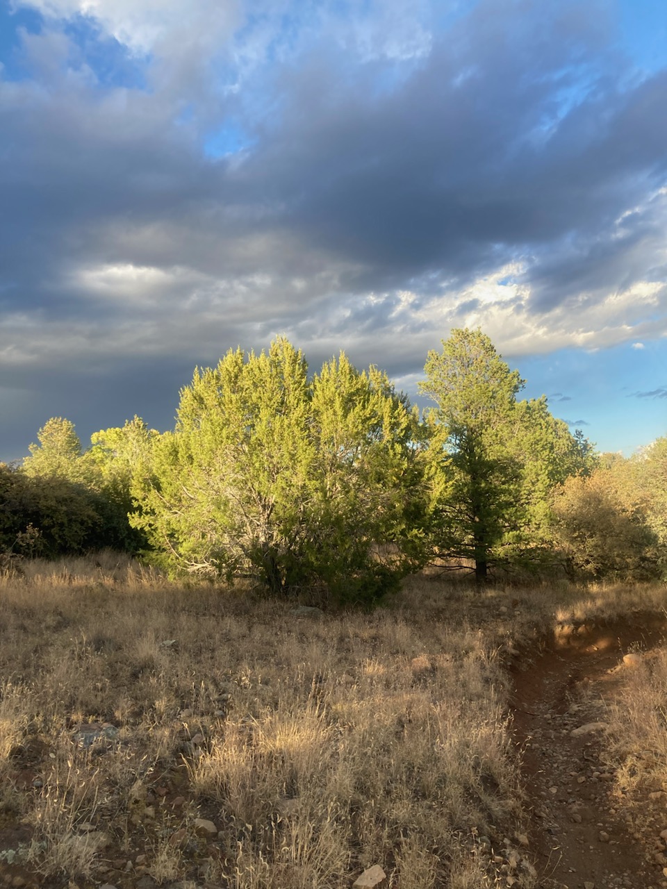 light hitting a juniper tree and illuminating it