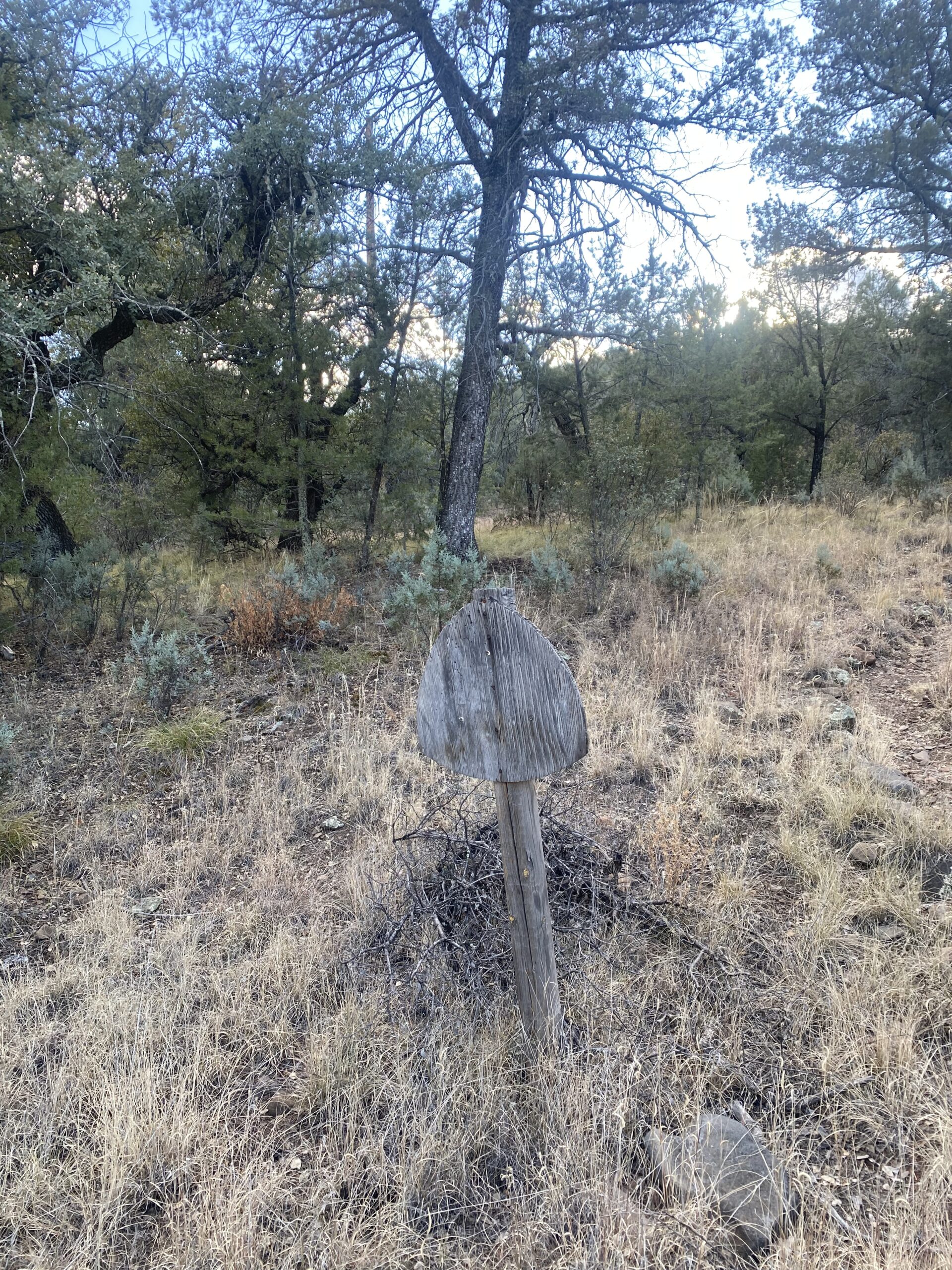 a blank forest service sign in the middle of the forest