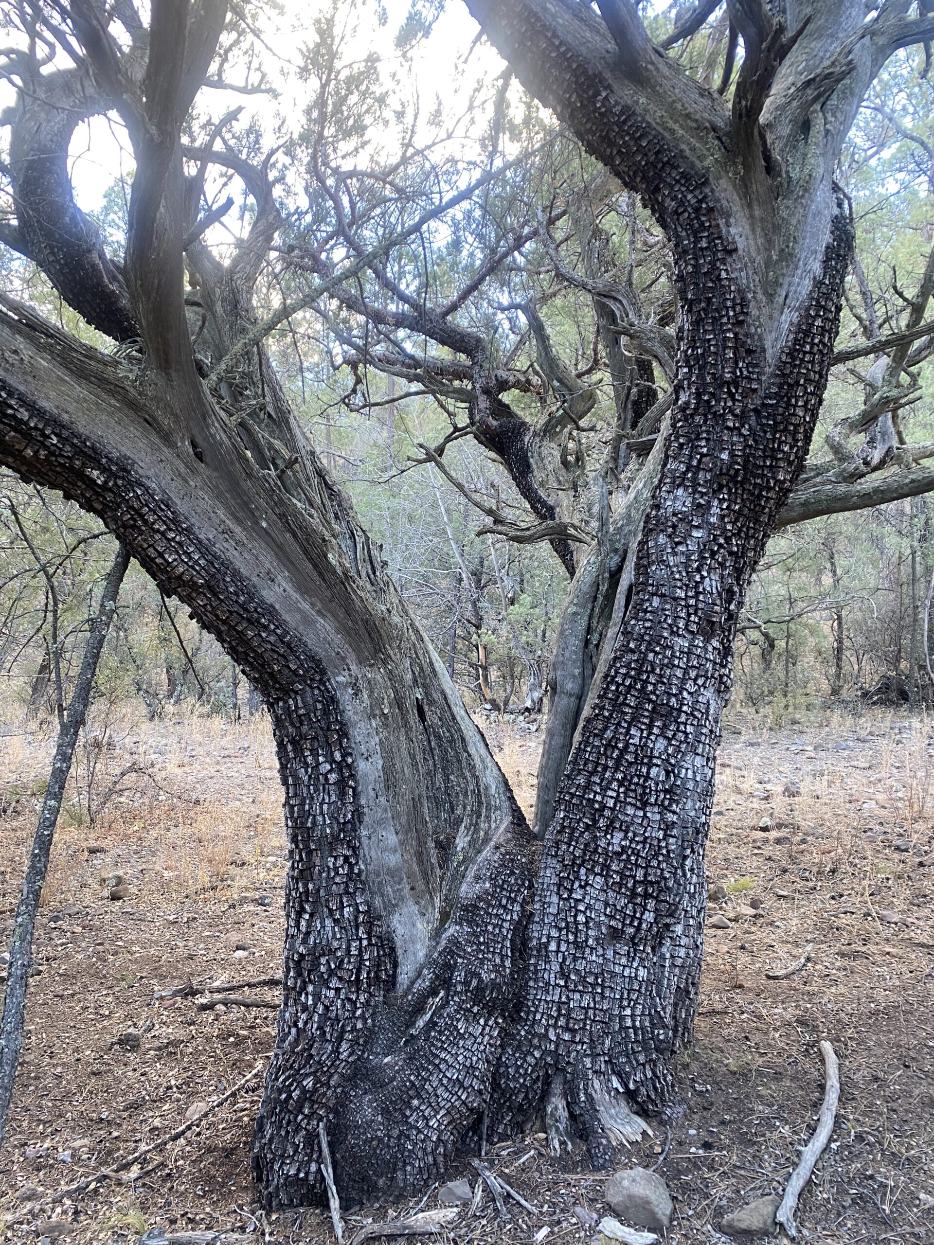 a dramatic split alligator juniper tree