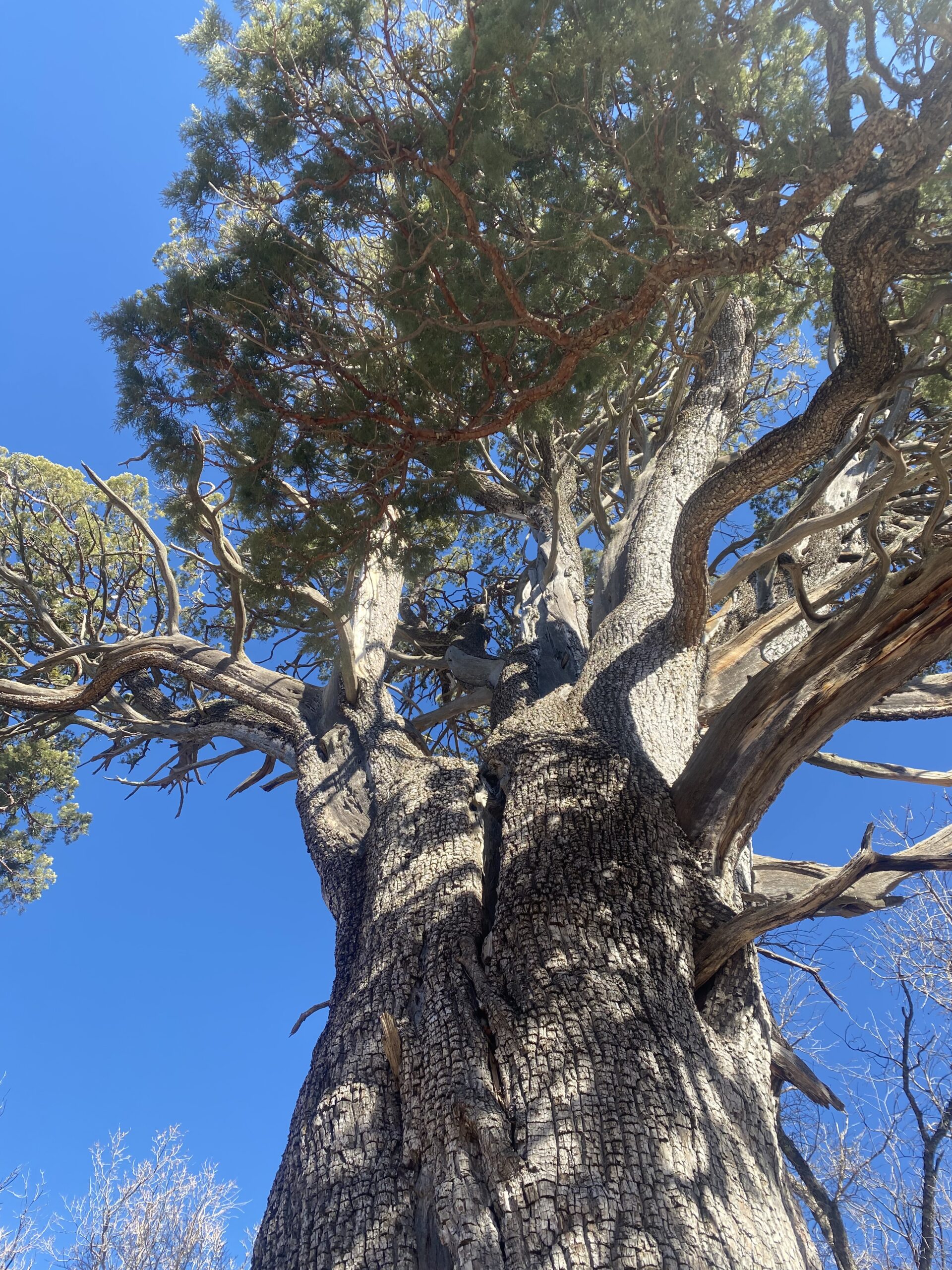 the impressive treetop of a massive tree straining upwards towards a deep blue sky