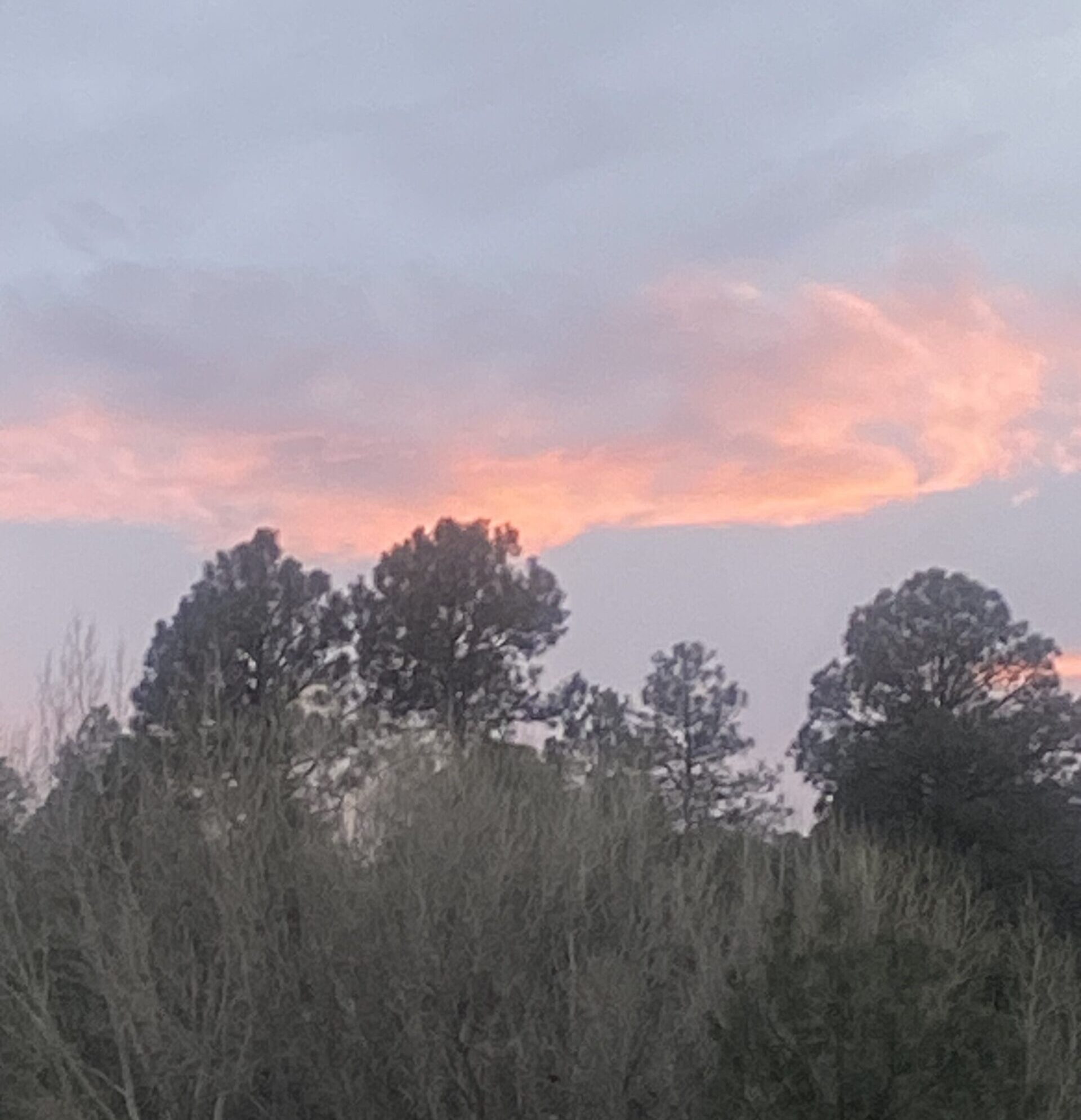 pink clouds above the tree line