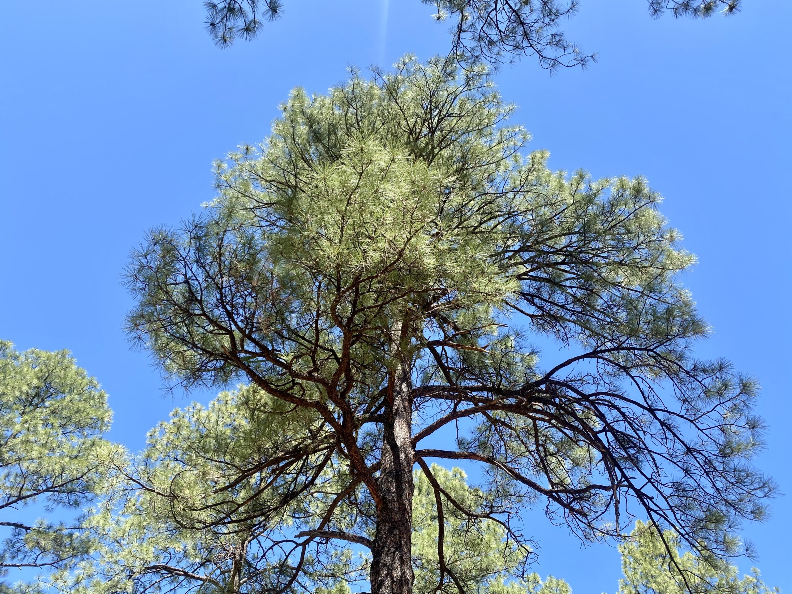 the view of the tip-top of a glorious tree during forest yoga