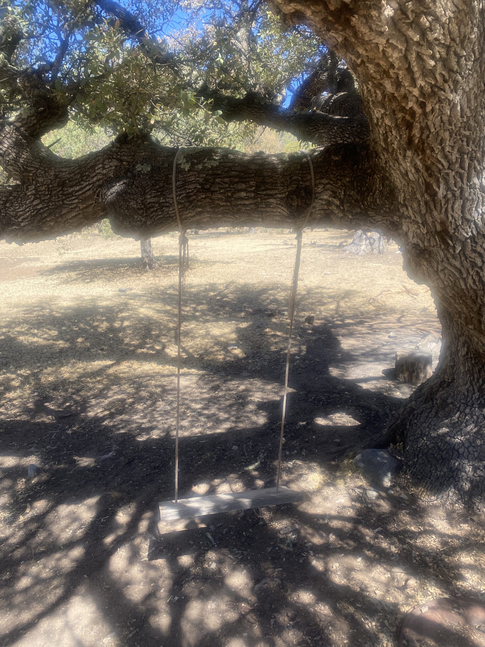 a very rustic wood swing hanging from a majestic oak tree on a sunny day