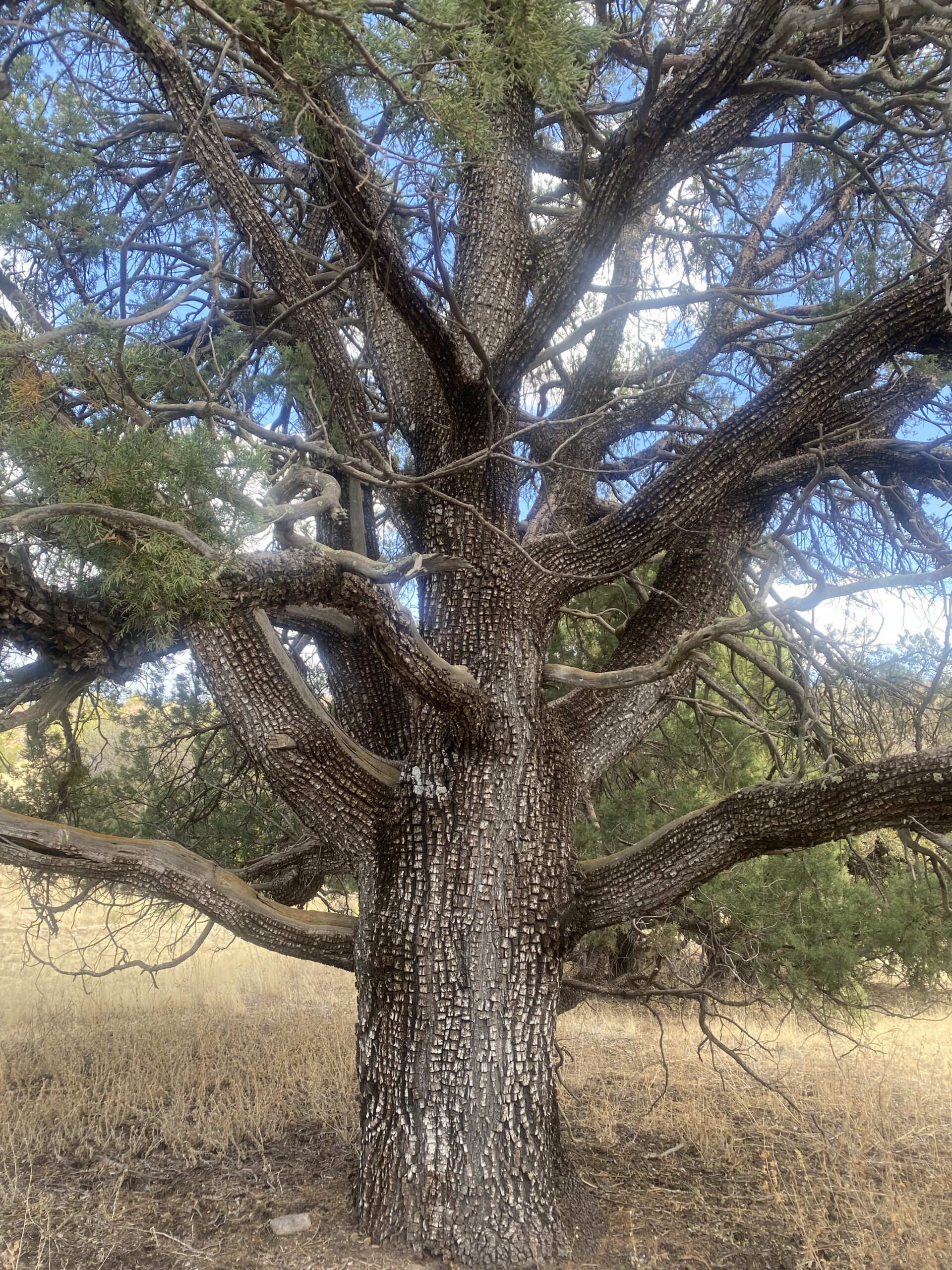 a very huggable tree that I hugged last week, with many arms, on a vibrant blue sky day