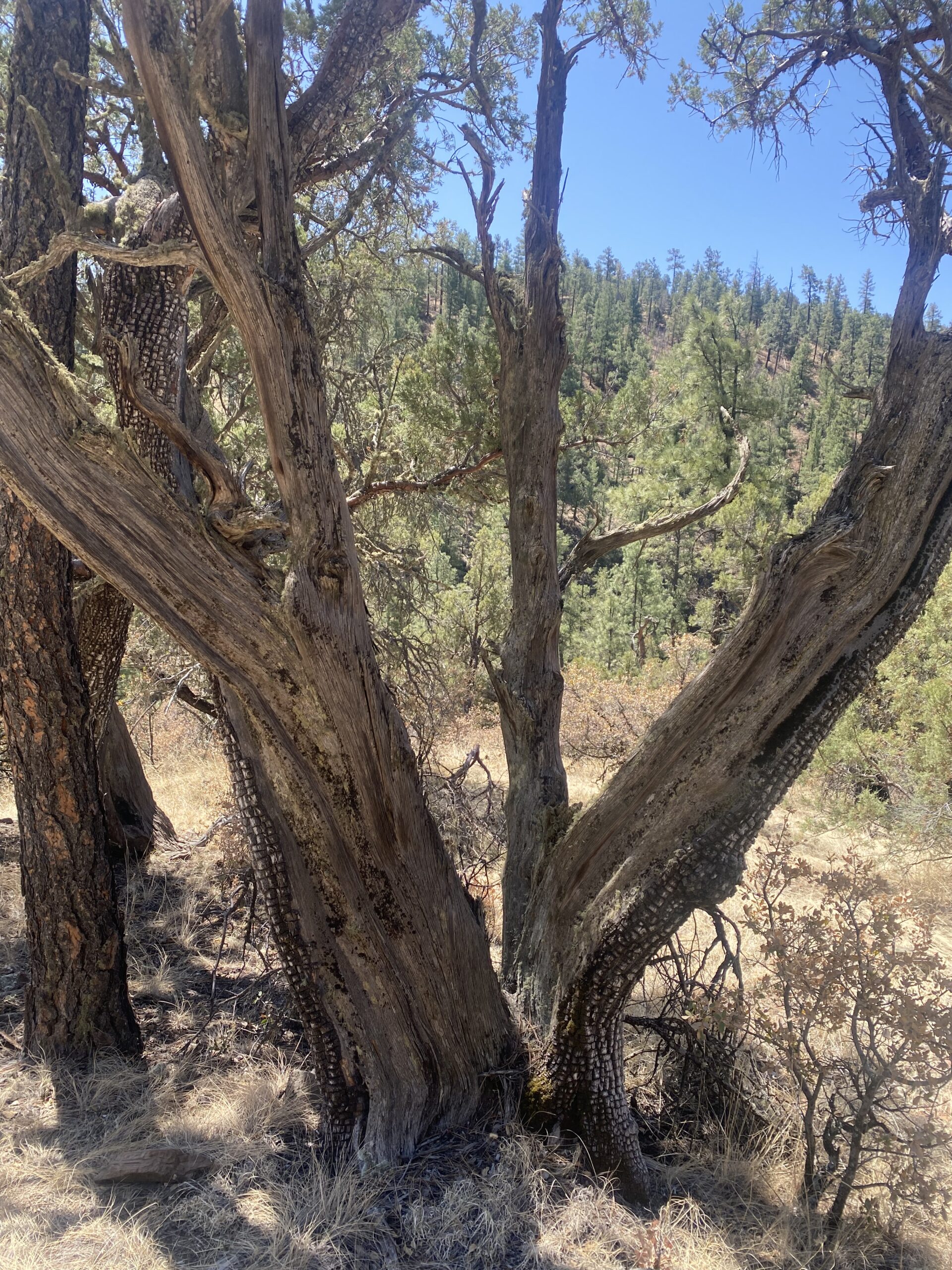 an alligator juniper tree that is split in several places but still standing tall with presence, in the background are endless green trees on a mountain-side