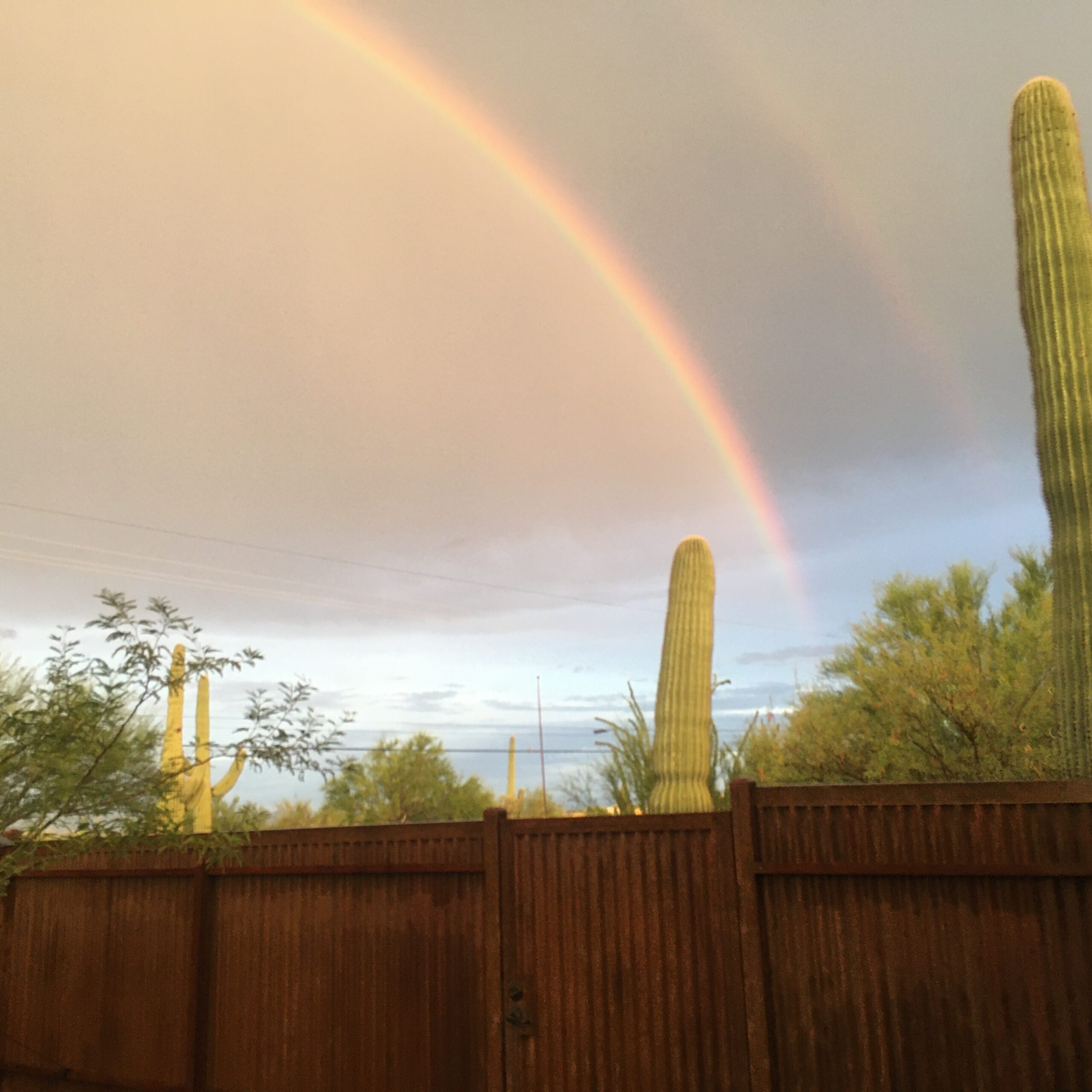 a double rainbow arching over some sturdy saguaro cactus friends
