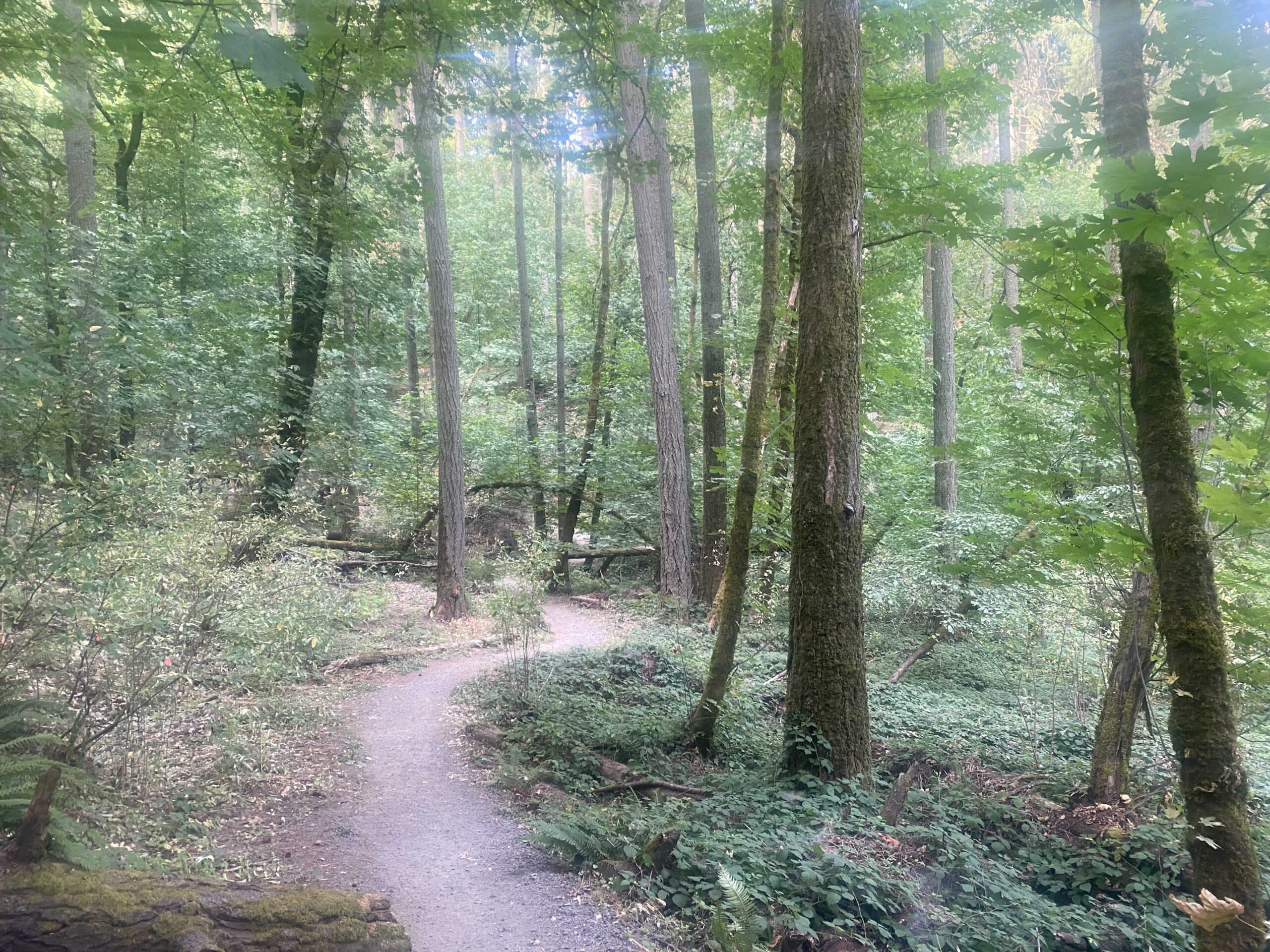 a forest path winding between tall trees under a tree arch