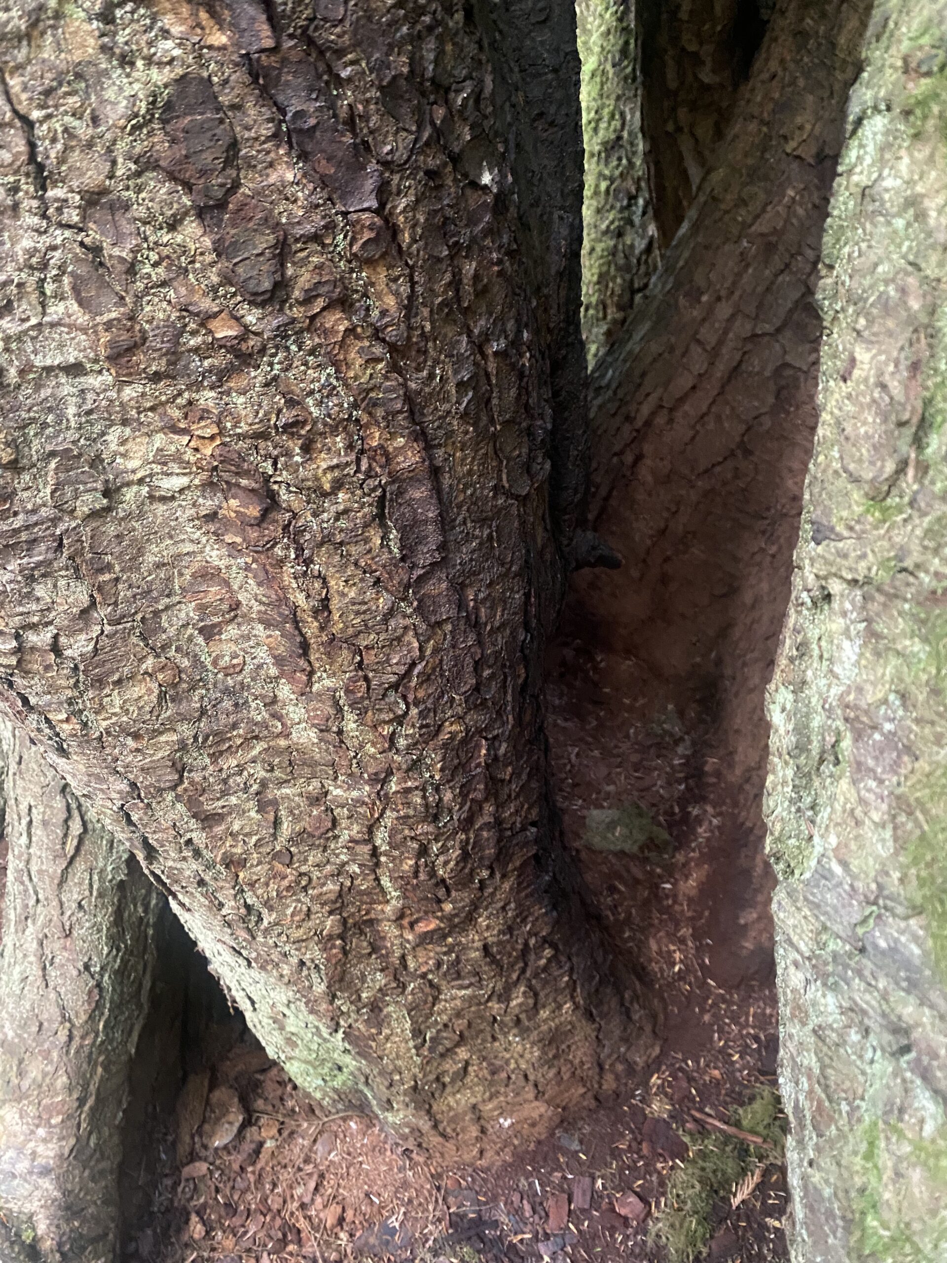 ancient tree roots form a hiding spot or a lovely nook