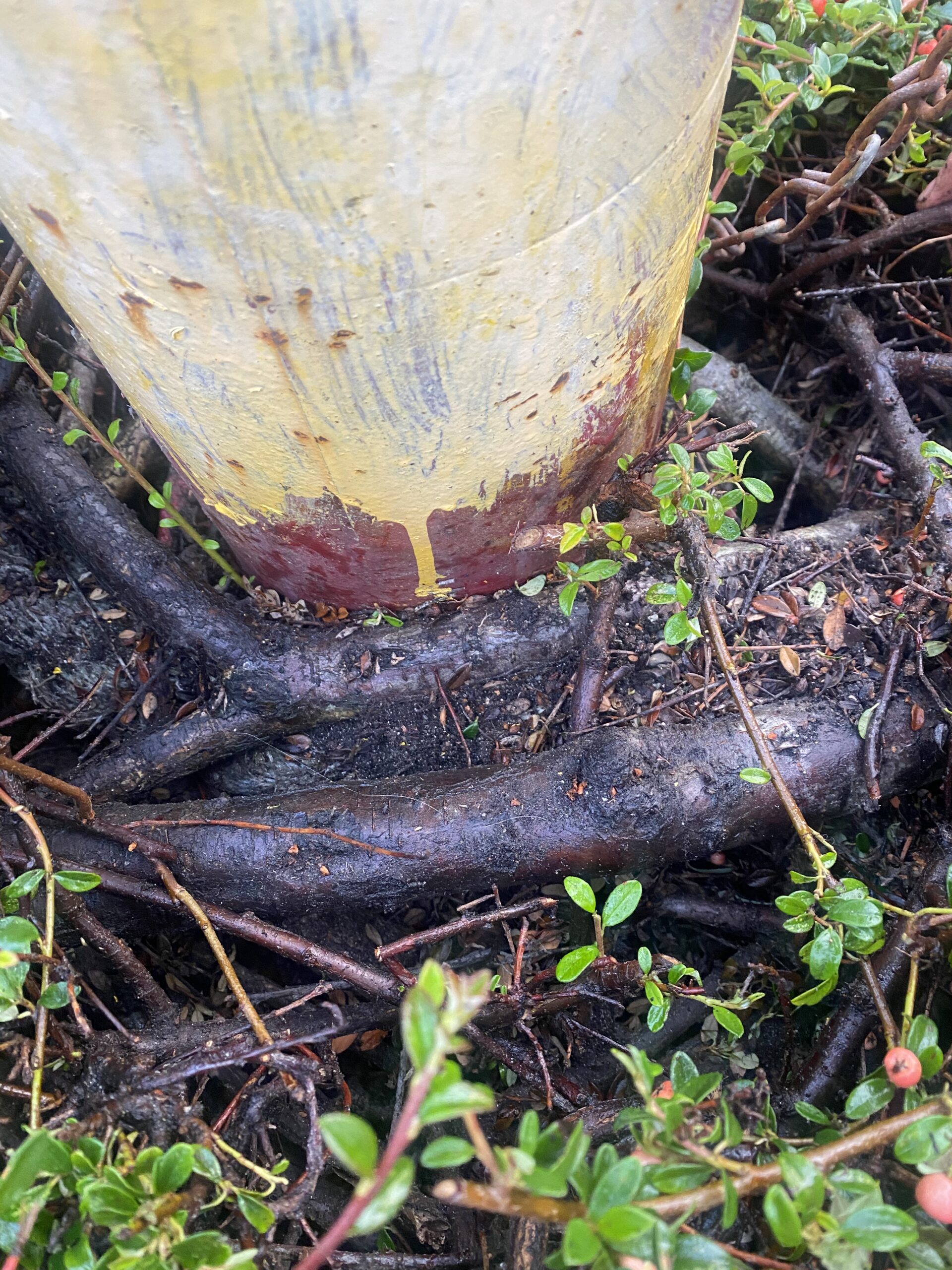 a network of roots have surrounded the bottom of a fire hydrant”/></p>
<div class=