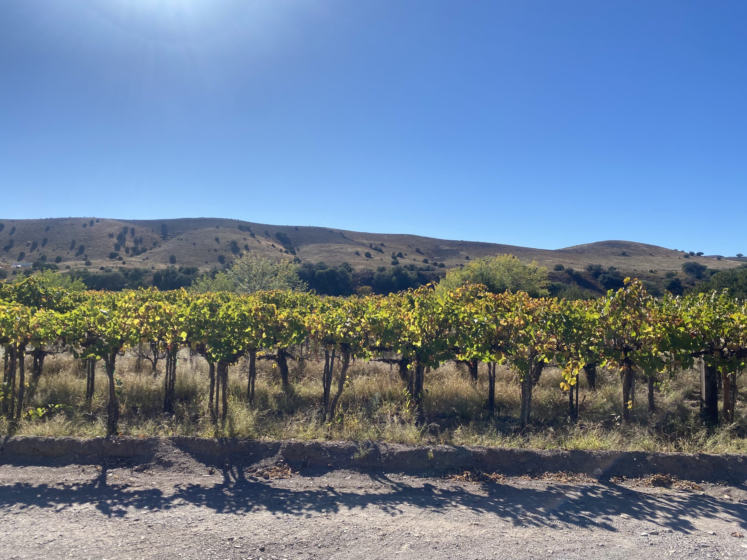 a grape vineyard on a sunny day against the background of rolling hills”/></p>
<div class=