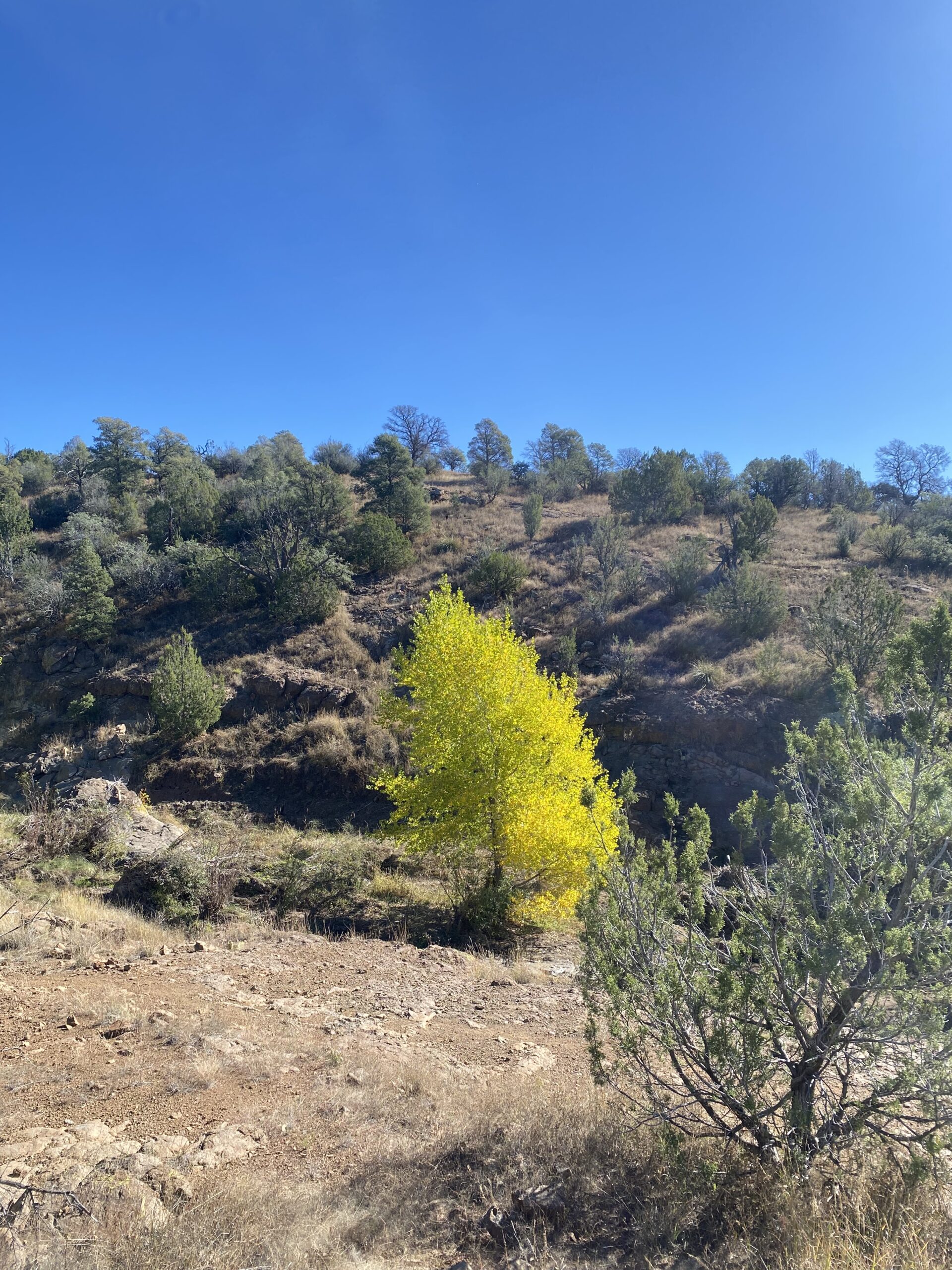 a golden plume of a tree in vivid fall glowing gold, showing off in the high desert”/></p>
<div class=