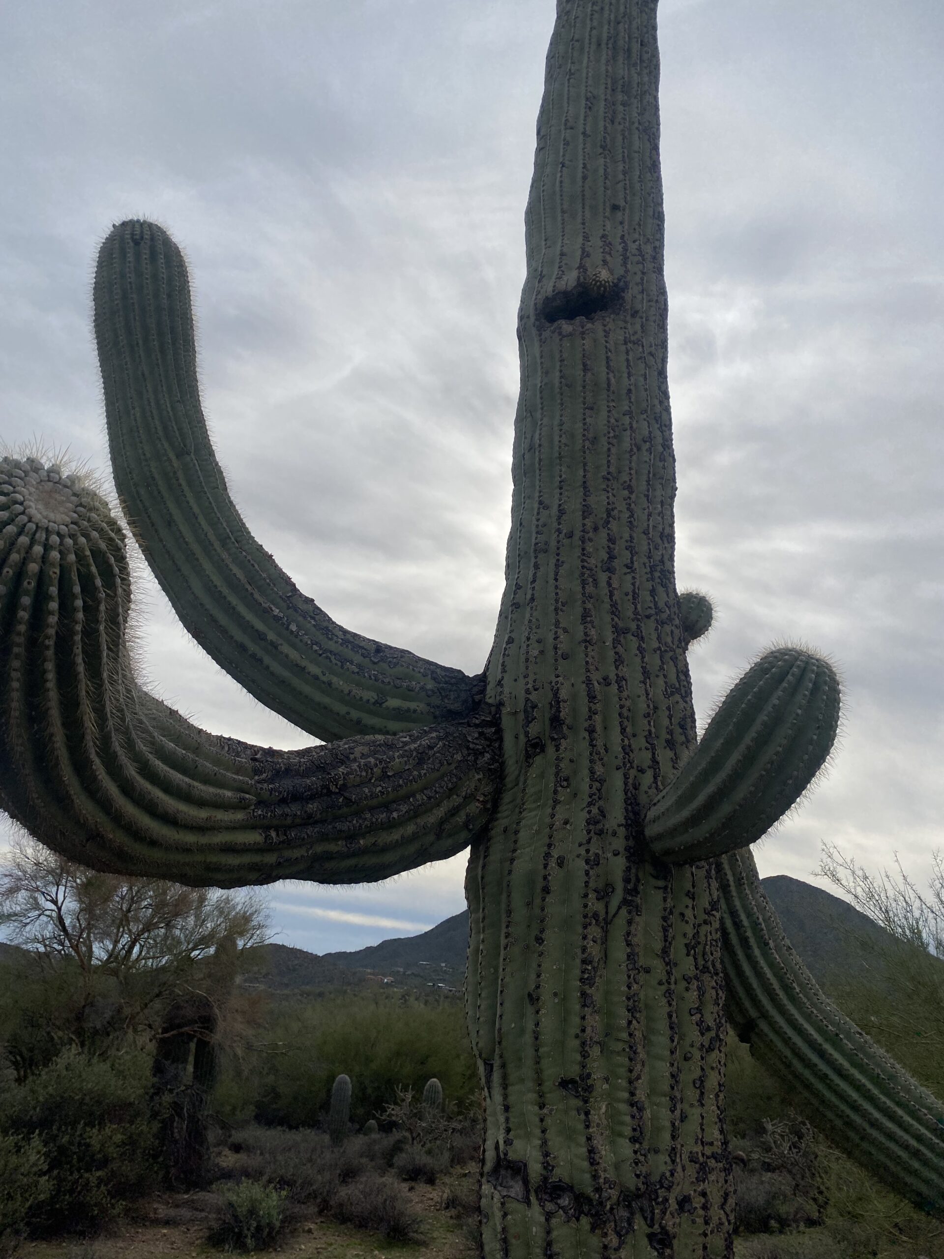 a many-armed saguaro cactus on a grey day appears to be pointing at something or perhaps offering a hug”/></p>
<div class=