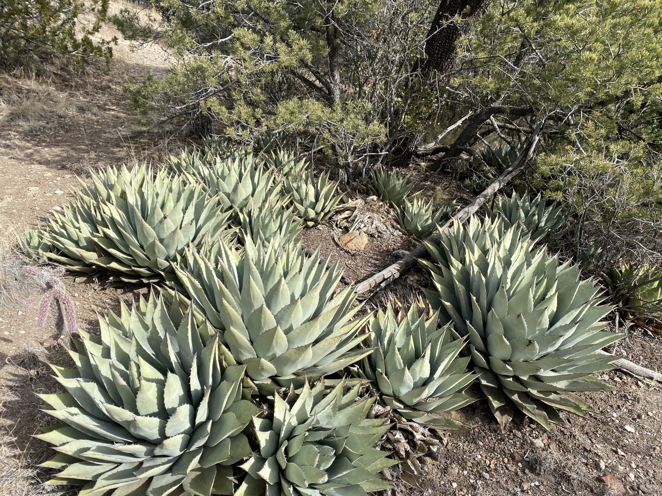 bountiful green agaves hanging out in their spiky little clumping-clusters along the hiking path”/></p>
<div class=