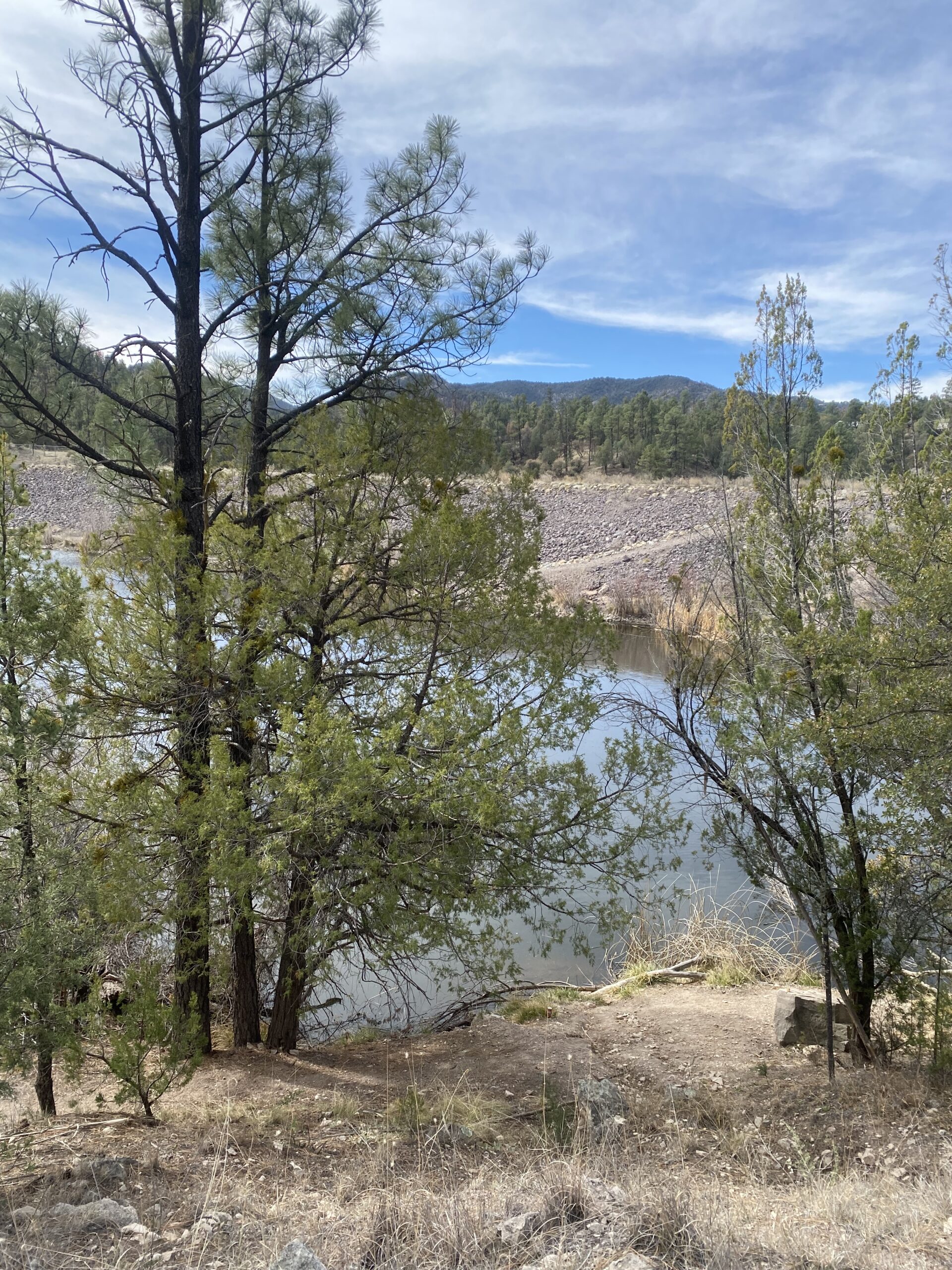 peeking at the lake through the trees