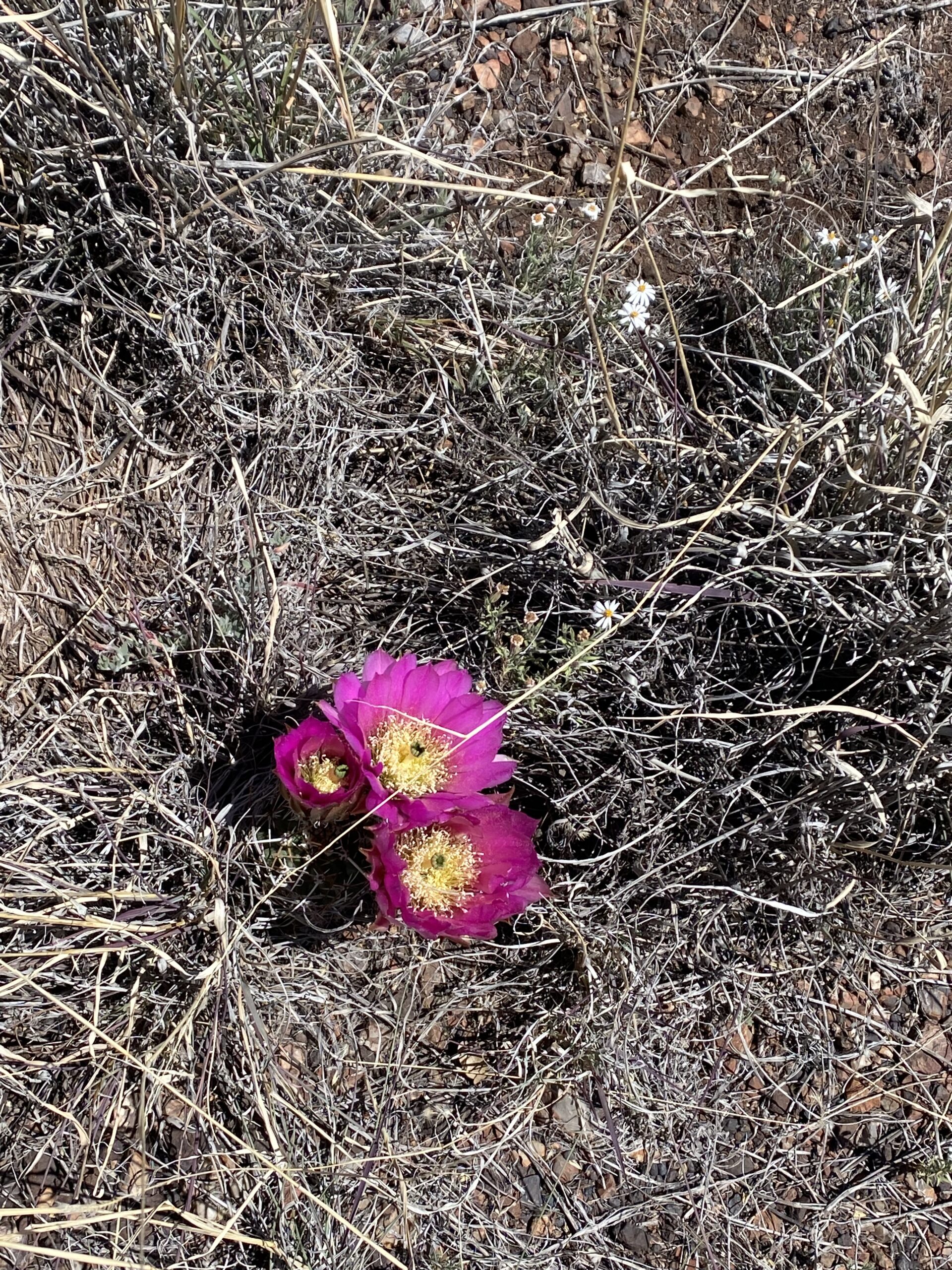 bright pink wildflowers pop up in the desert