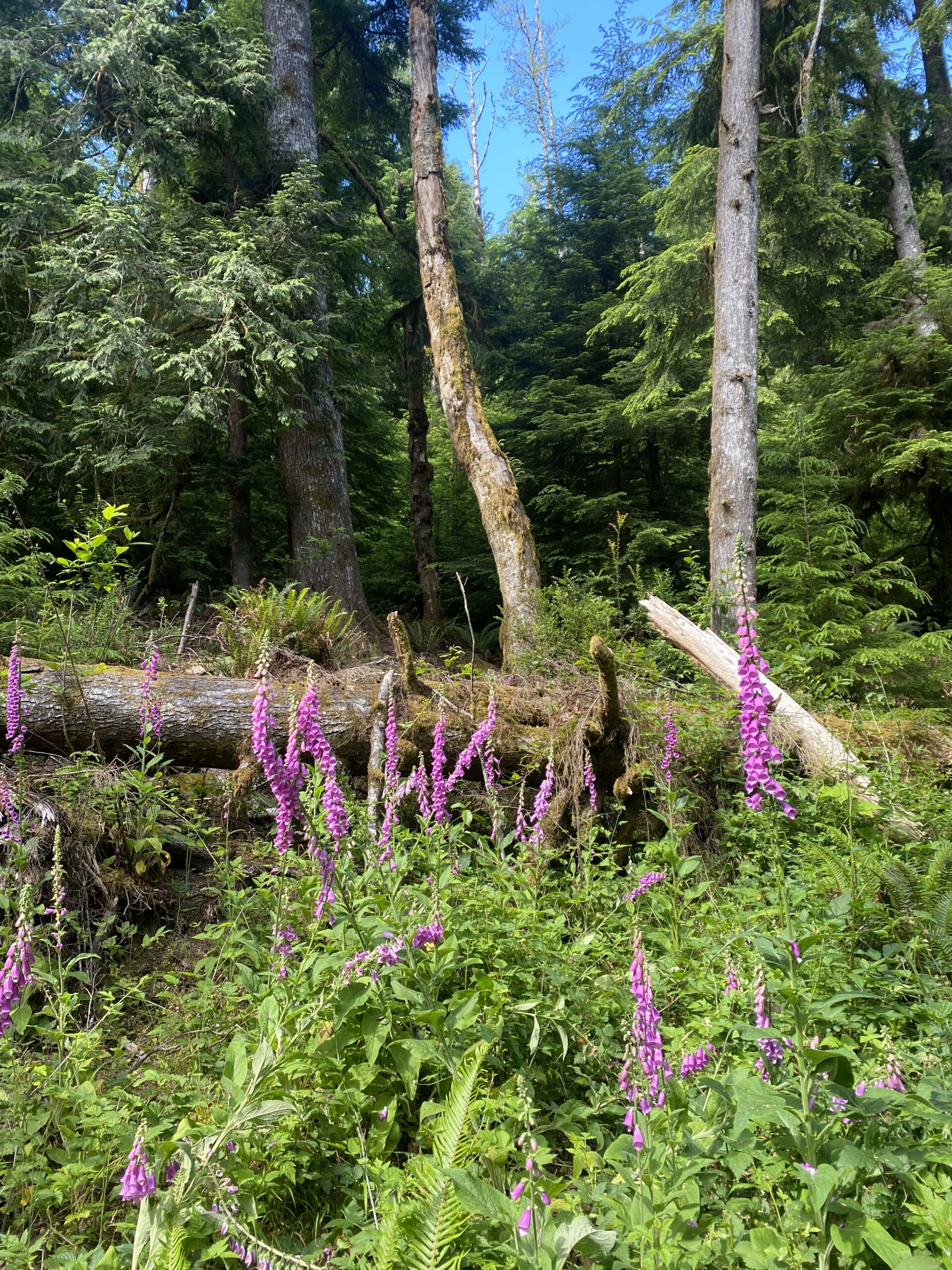 vibrant magenta flowers in the deep forest
