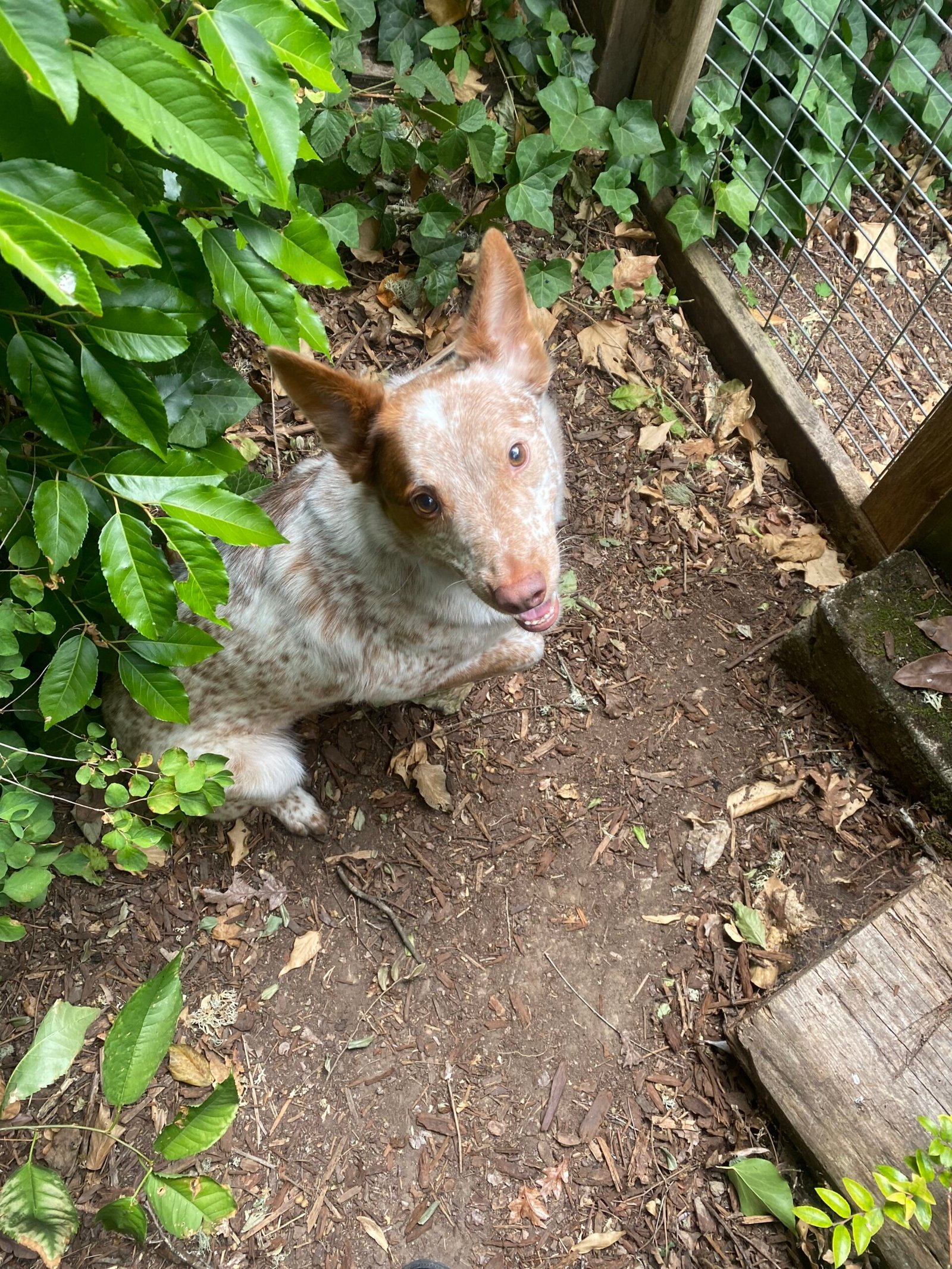 a spotted red heeler dog looks up wistfully by a gate surrounded by greenery
