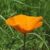 Profile picture of Karensu Light_of_Summer